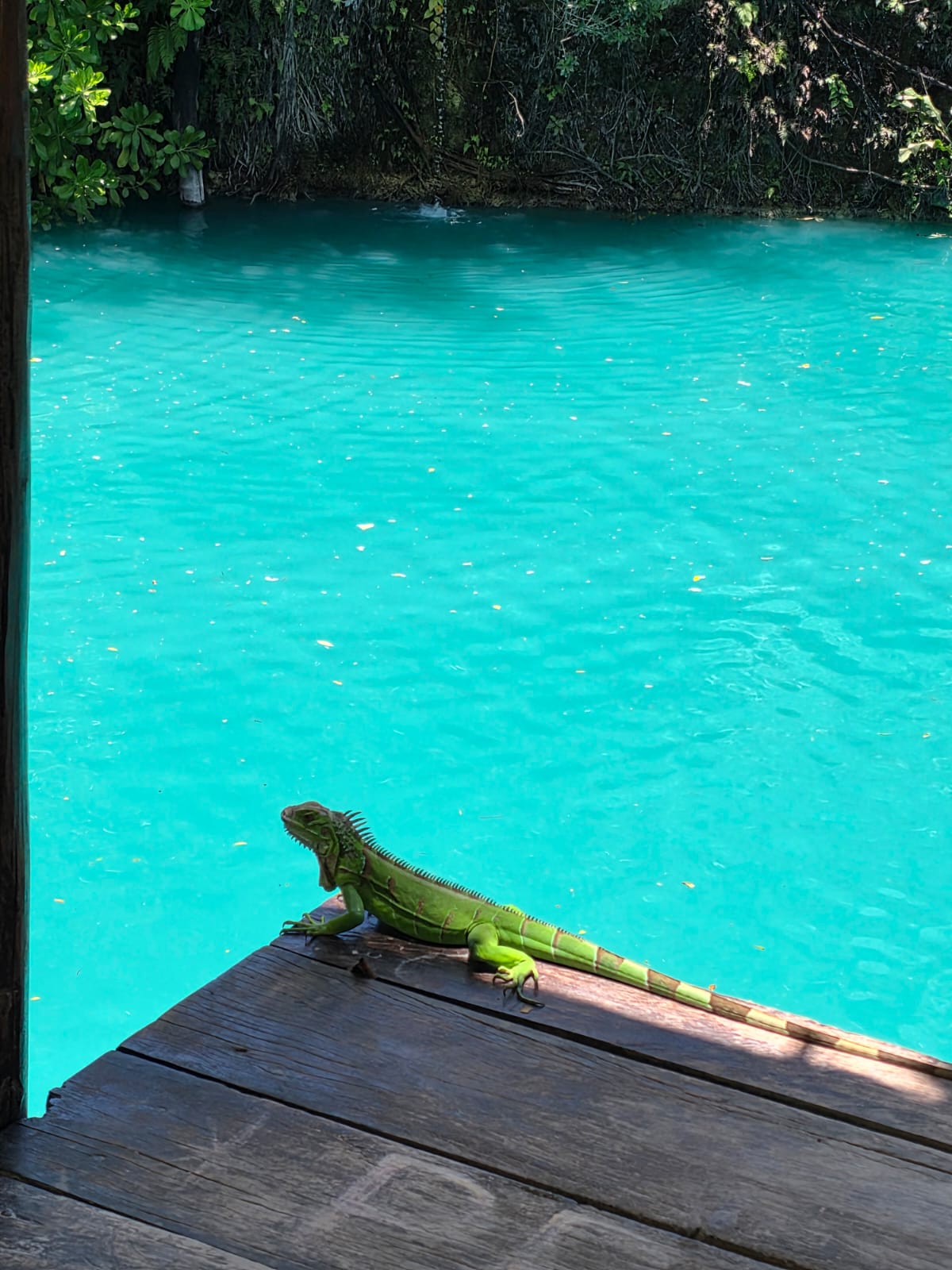 Iguana